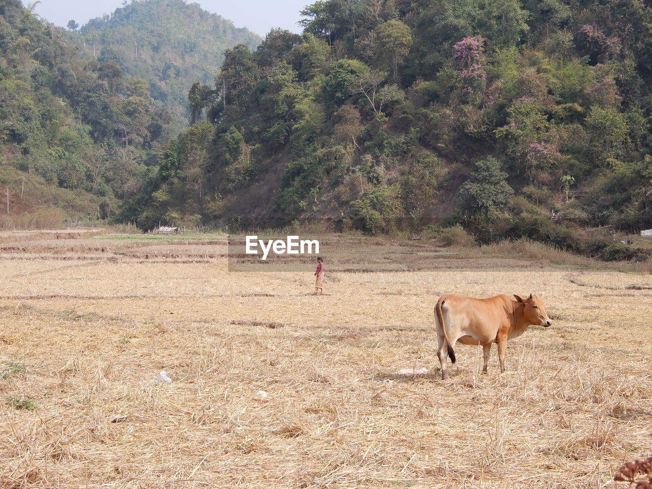 View of cattle on a field in southern laos.