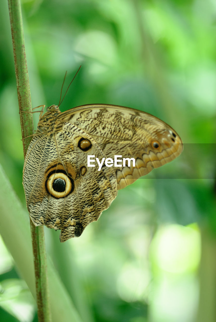 Close-up of butterfly on plant