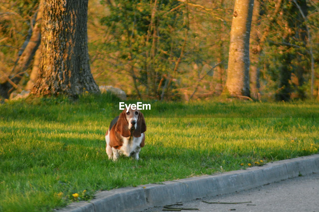 Beagle standing on field