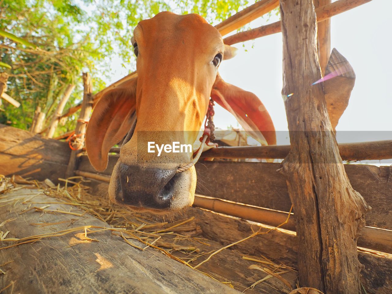 CLOSE-UP OF A HORSE