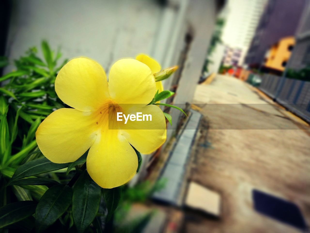 CLOSE-UP OF YELLOW FLOWER GROWING OUTDOORS