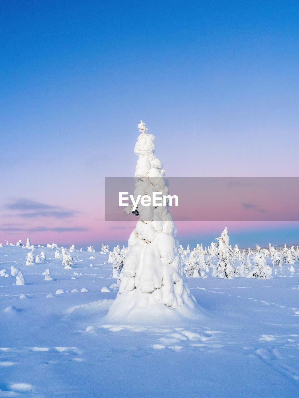 Crown snow-load on trees and pink sunset sky in riisitunturi national park during sunset, finland