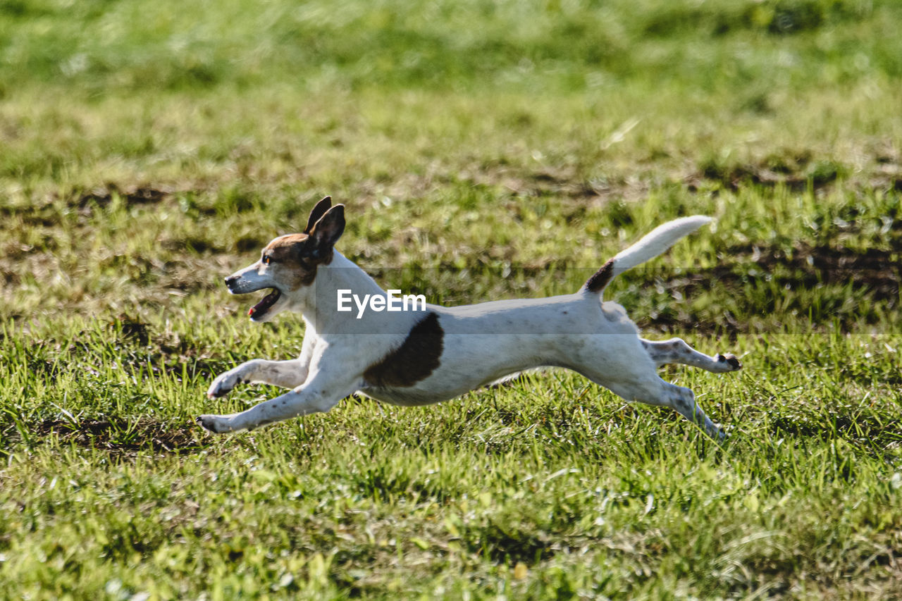 dog, pet, animal themes, animal, one animal, mammal, grass, domestic animals, canine, plant, whippet, no people, nature, field, day, side view, land, sunlight, animal sports, sports, green, full length, outdoors, hound, running