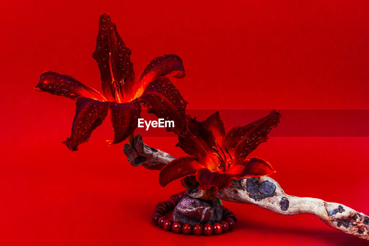 Still life of fresh red lily flowers, dry sticks and wooden beads with a pebble on a red background