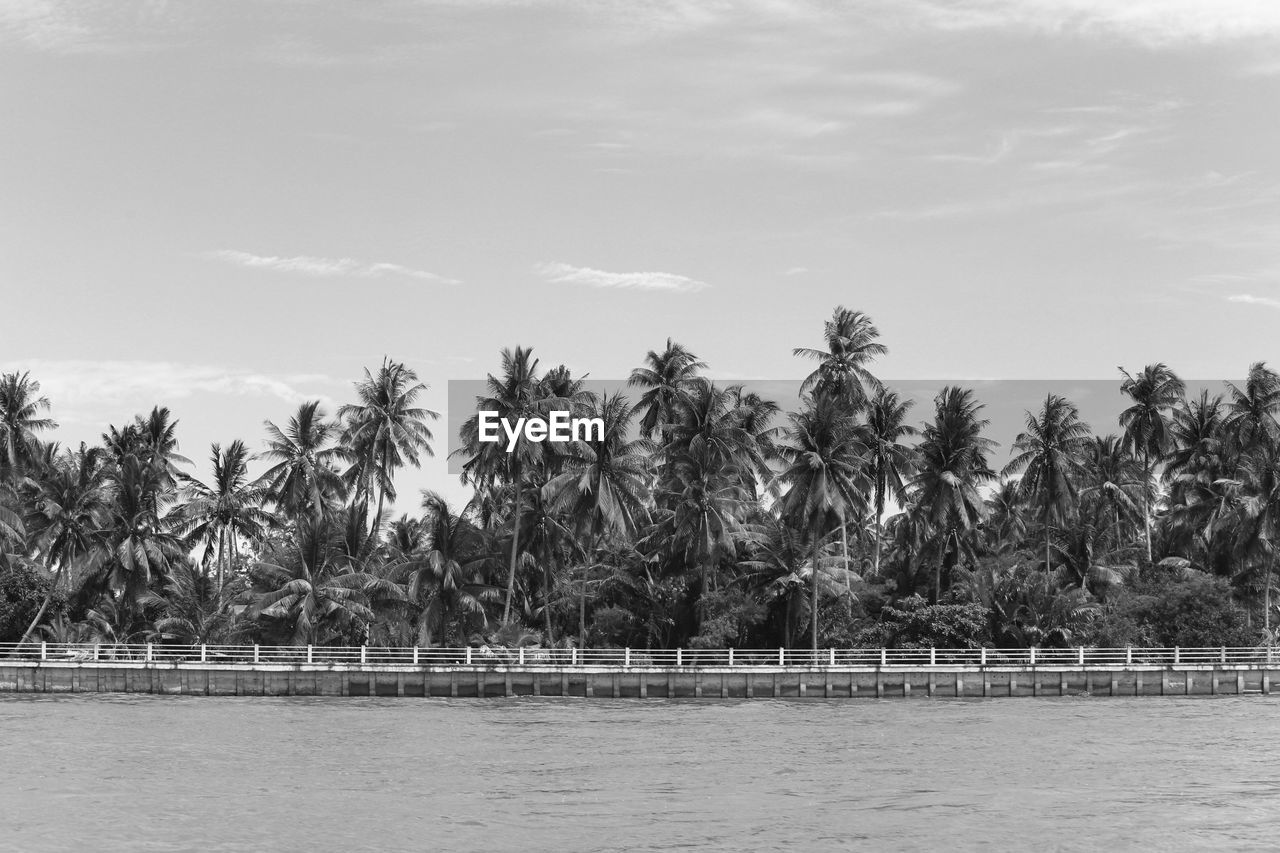 Scenic view of palm trees against sky