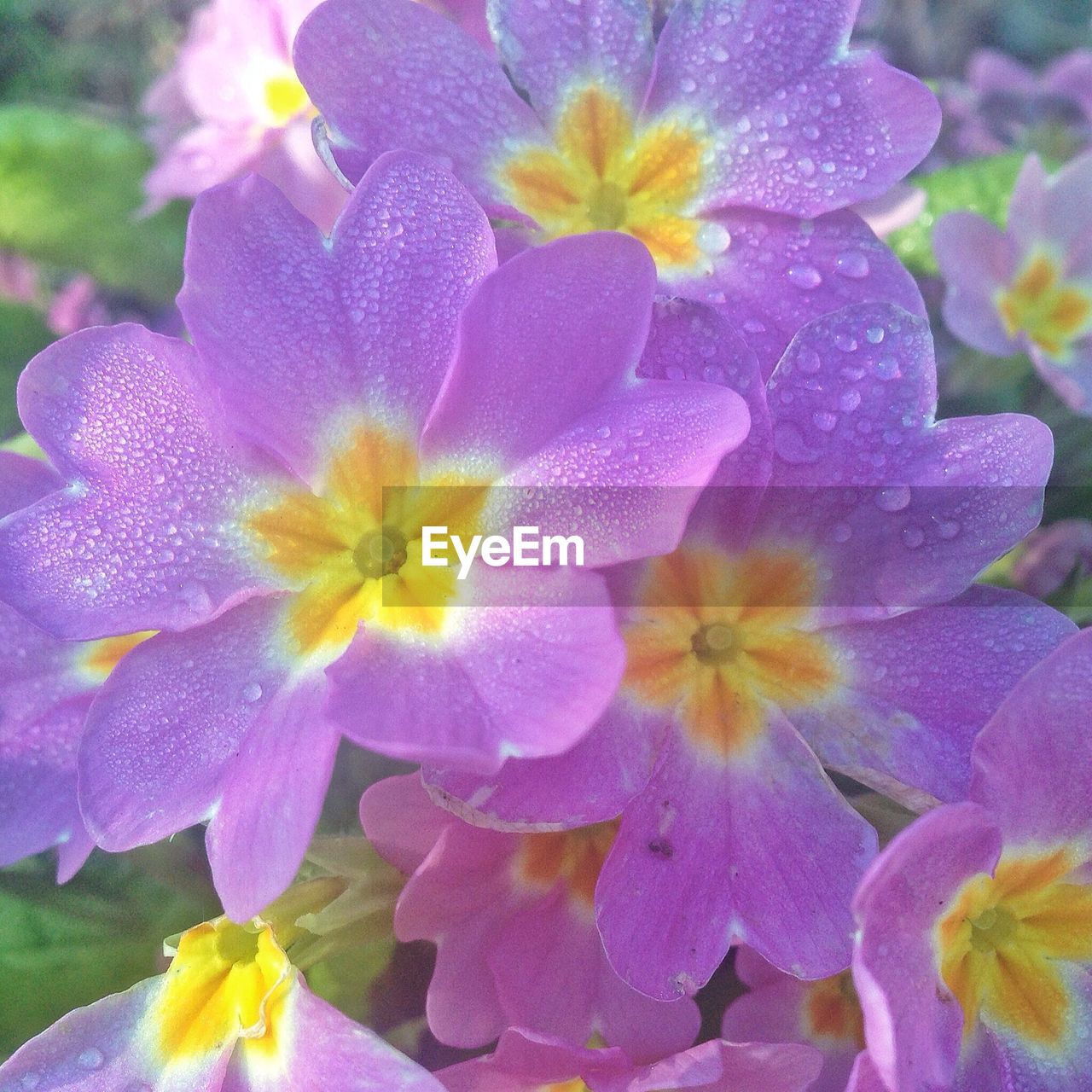 Close-up of raindrops on purple flowers