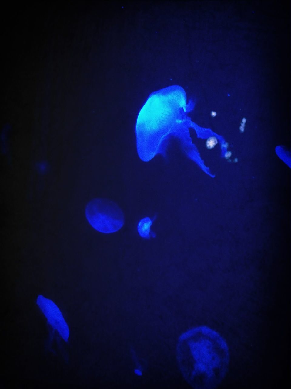 Glowing blue jellyfish swimming underwater