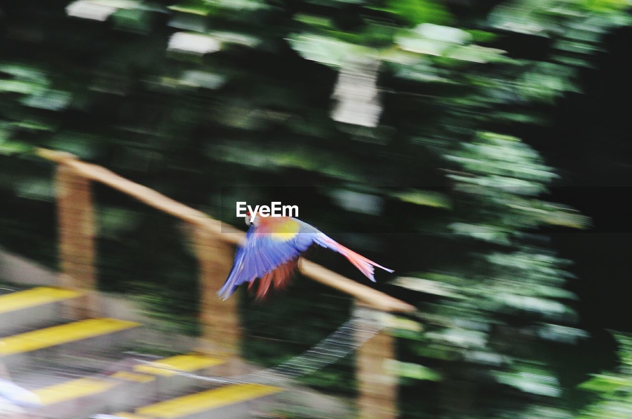 Bird flying over blurred background