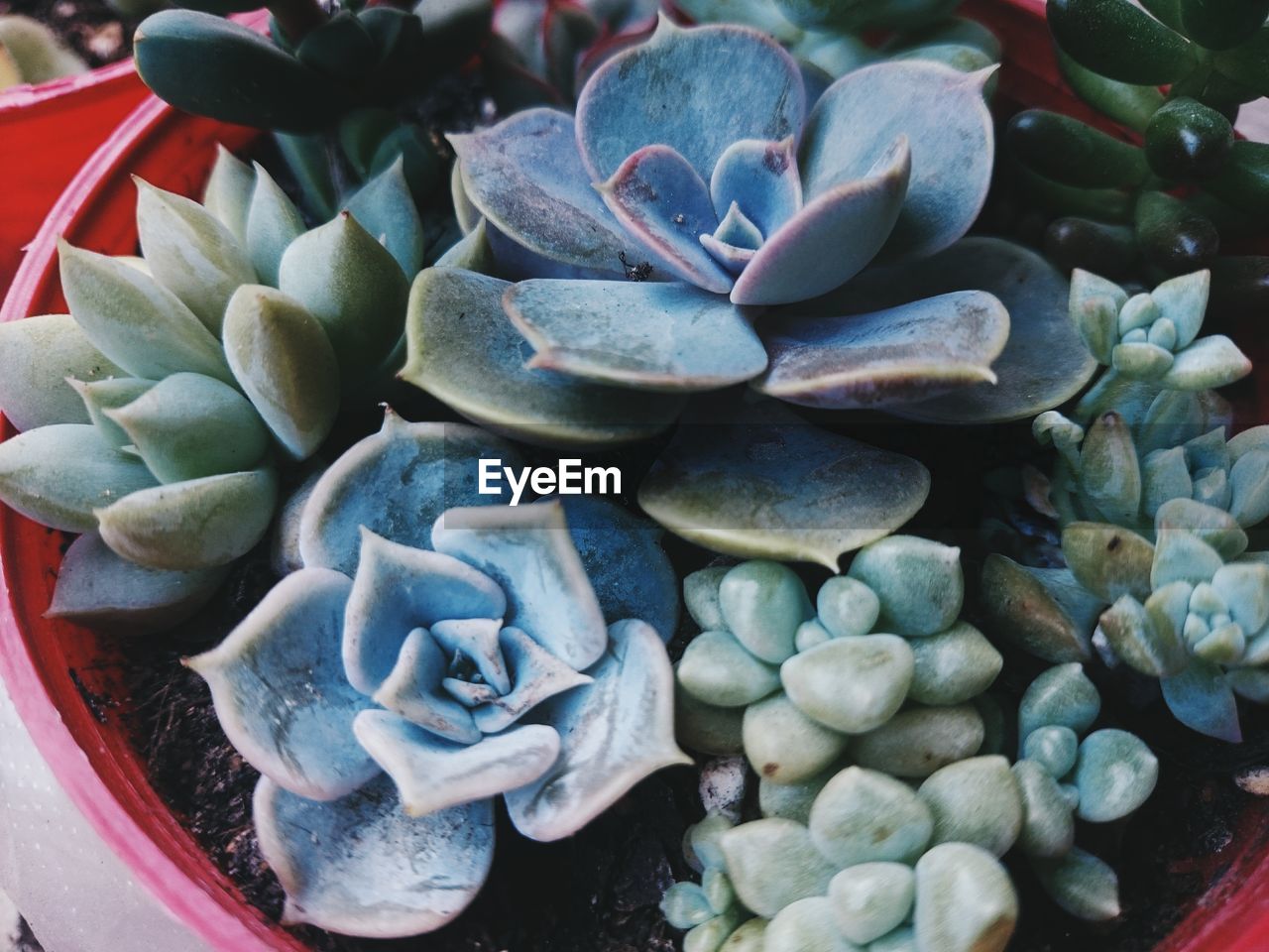 Close-up of succulent plant