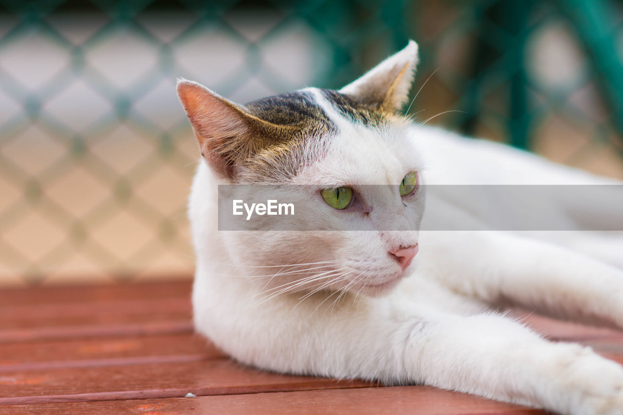 Close-up of a cat lying down