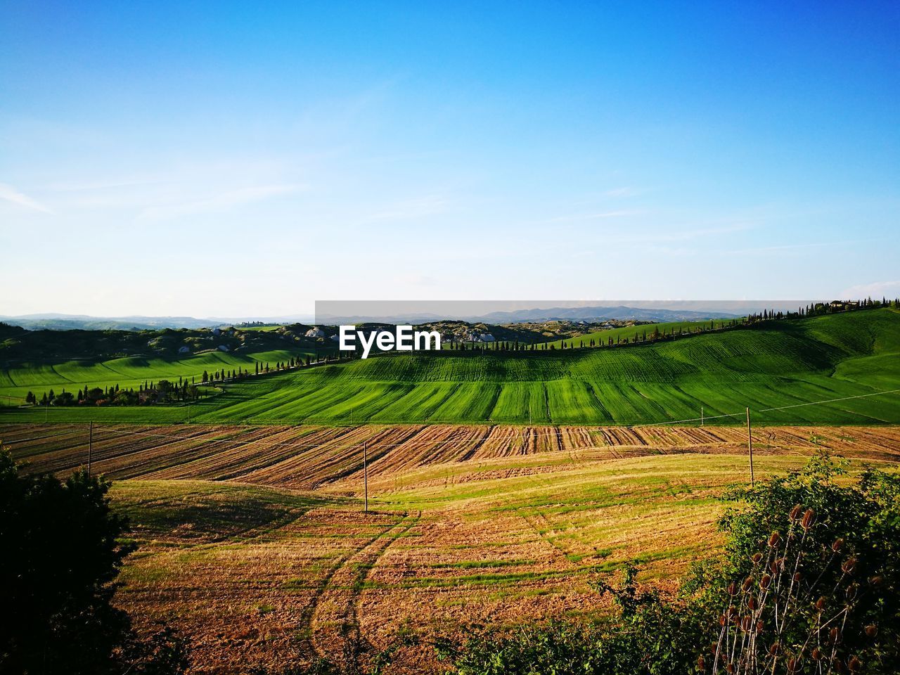 Scenic view of agricultural field against sky