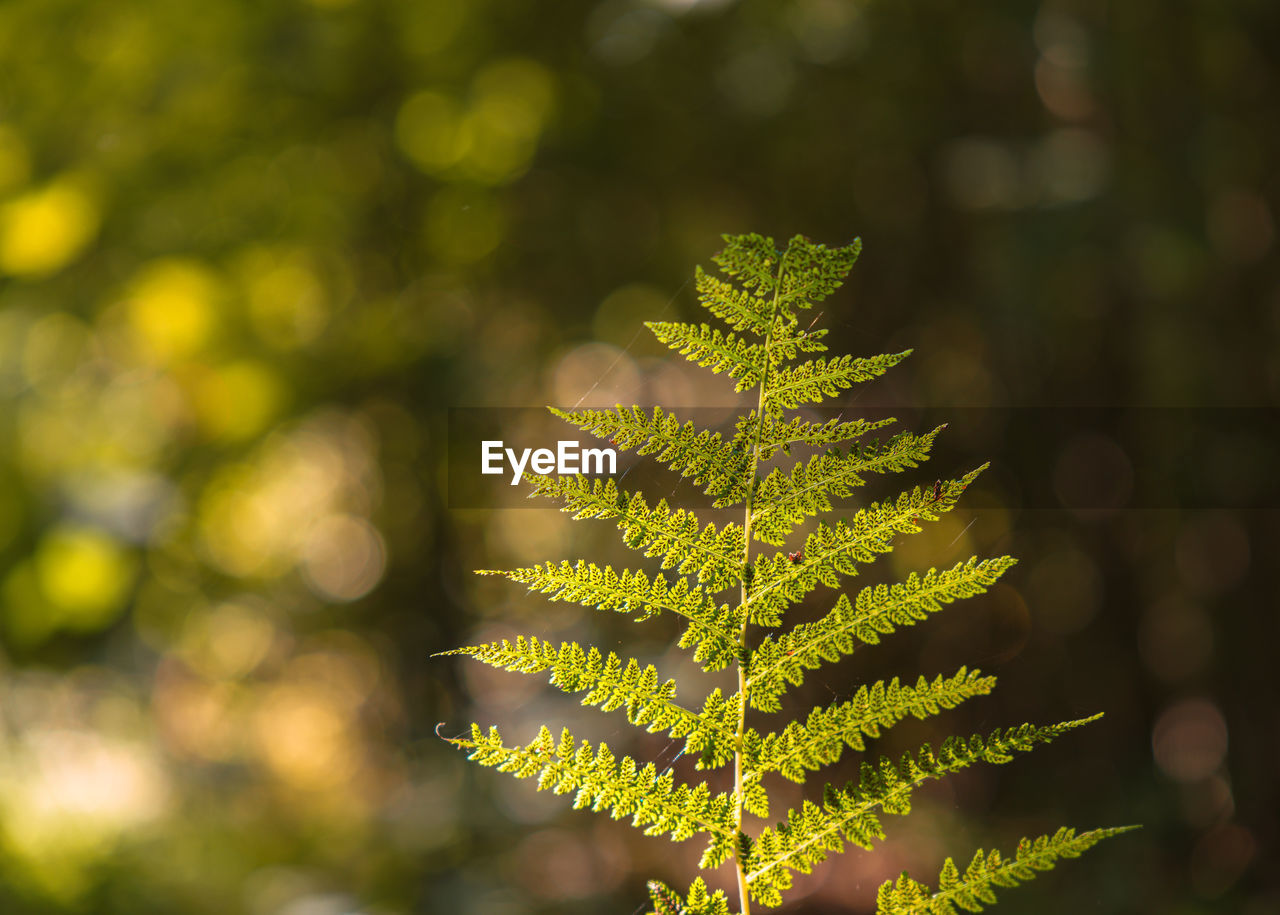 Close-up of pine tree