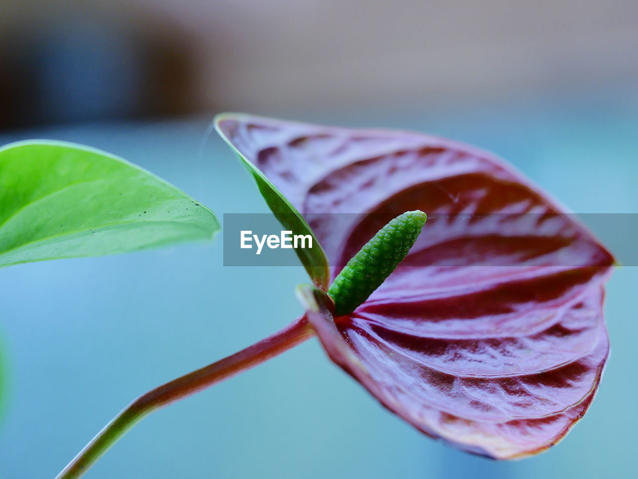 Close-up of lotus water lily