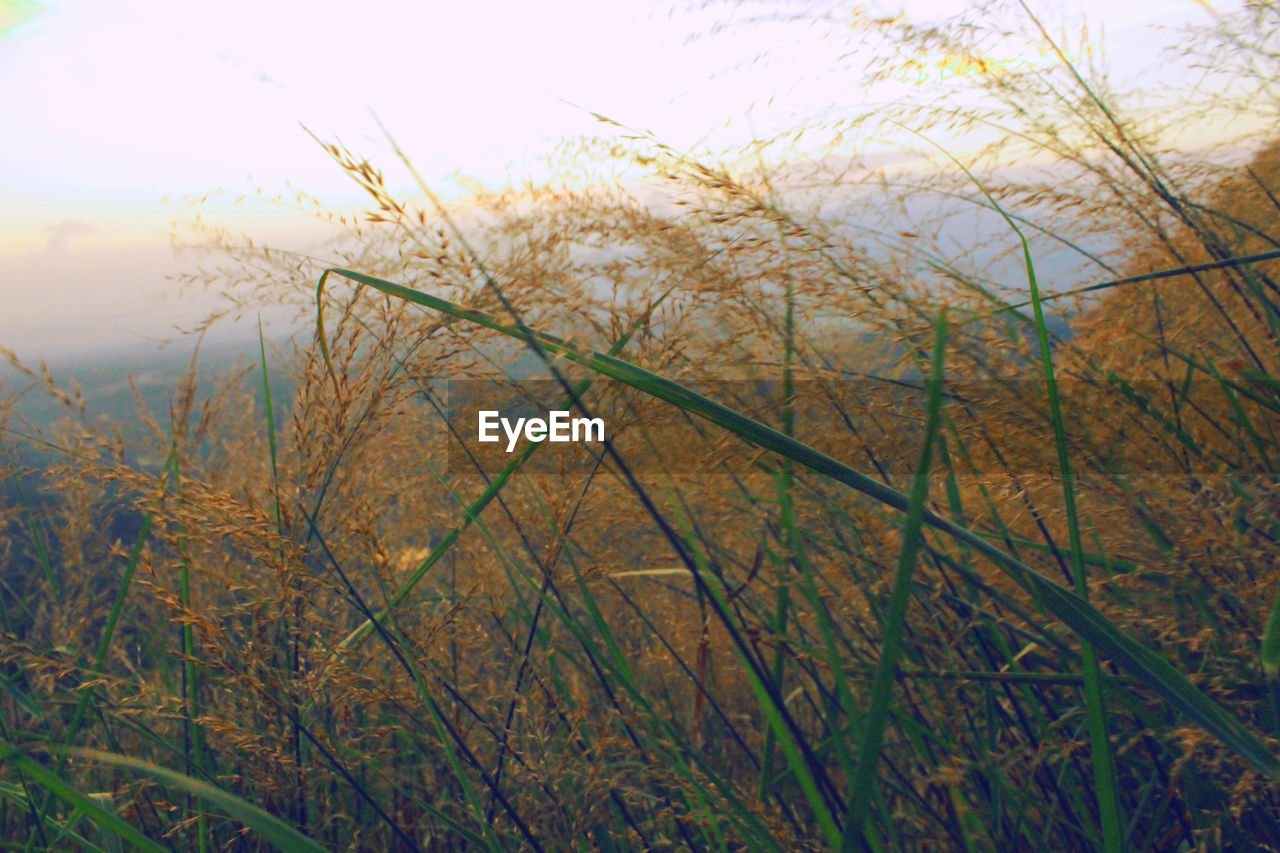 PLANTS GROWING IN FIELD AGAINST SKY