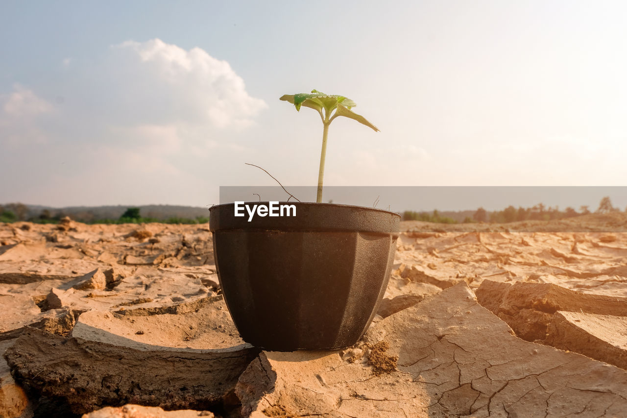 CLOSE-UP OF POTTED PLANT ON LAND