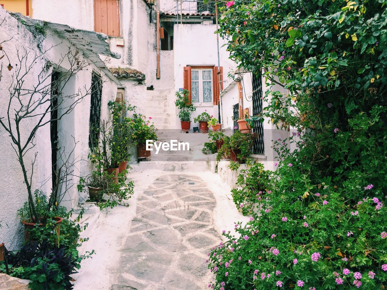 Walkway with potted plants by houses