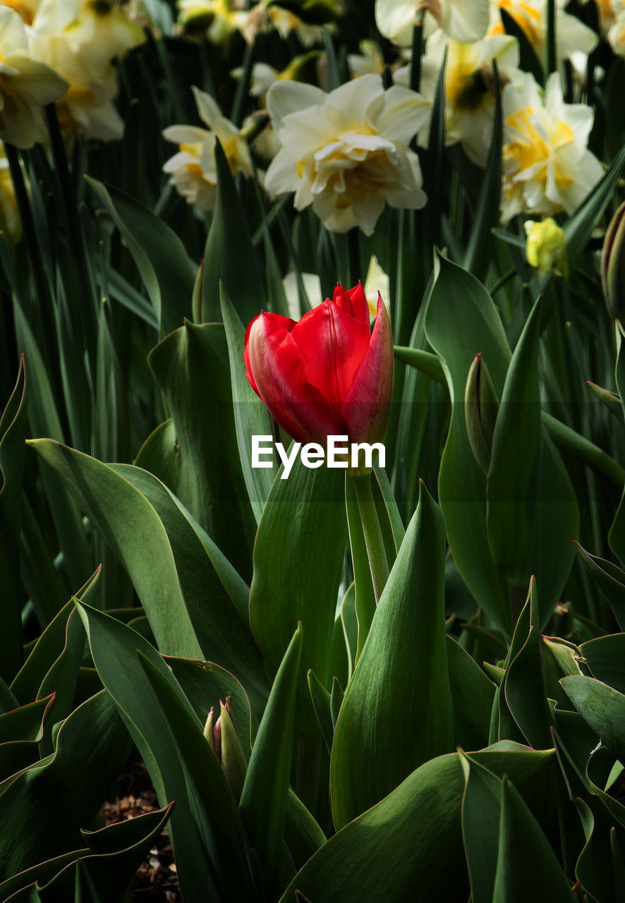 flower, plant, flowering plant, beauty in nature, freshness, petal, growth, fragility, plant part, leaf, nature, close-up, flower head, inflorescence, green, tulip, red, no people, botany, outdoors, yellow, springtime, day, blossom