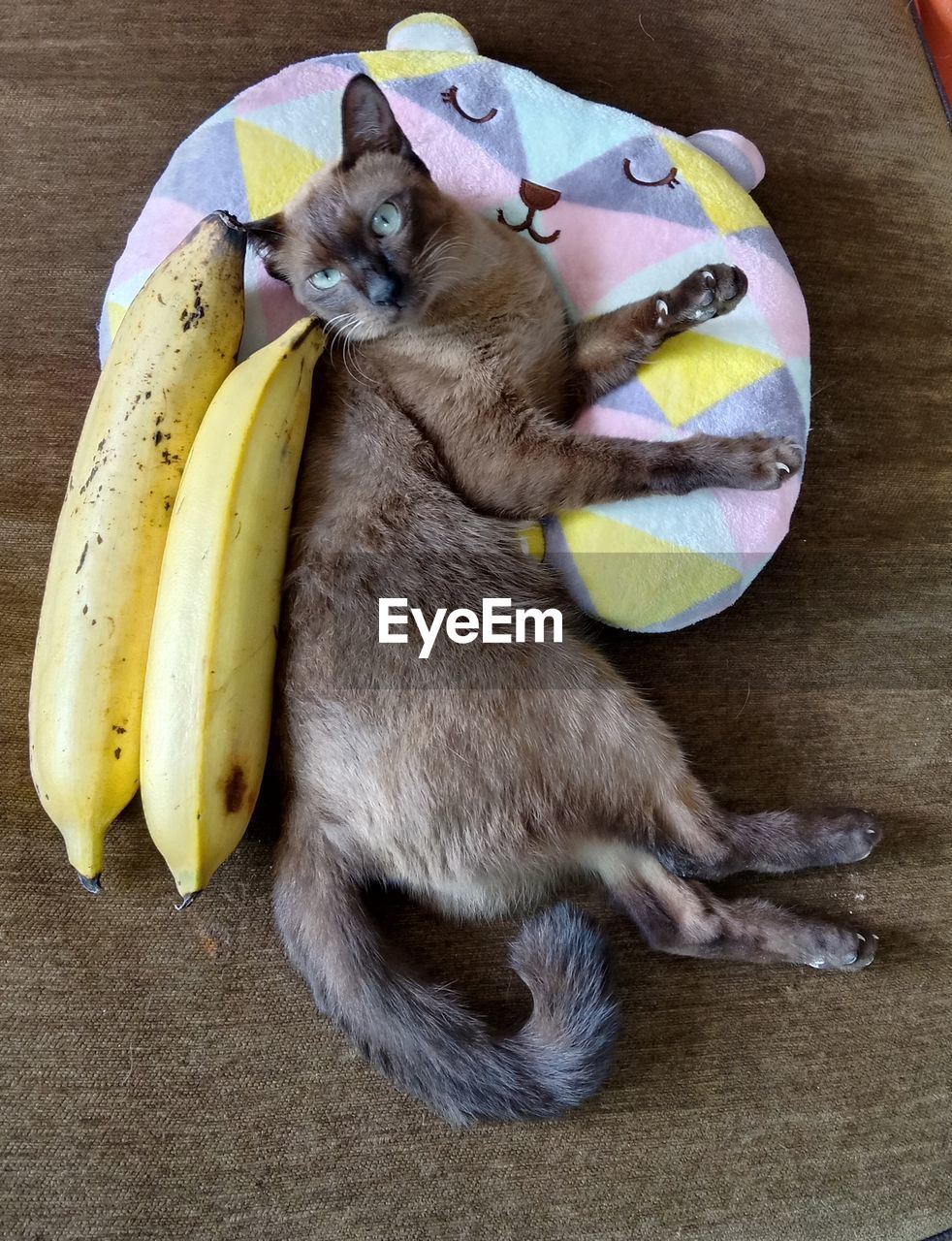 banana, fruit, pet, animal, healthy eating, food, animal themes, cooking plantain, mammal, one animal, food and drink, domestic animals, indoors, high angle view, yellow, wellbeing, no people, canine, plant