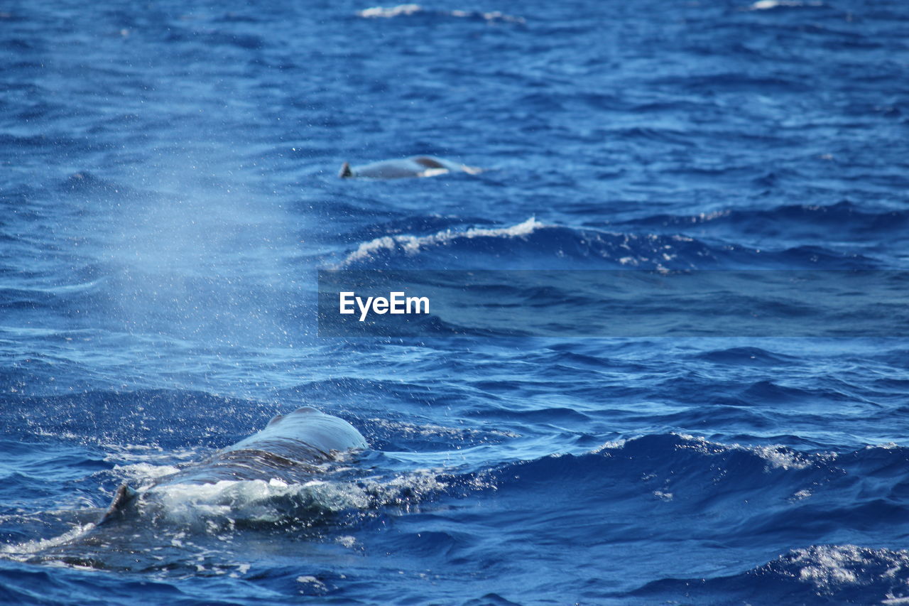 View of whale swimming in sea