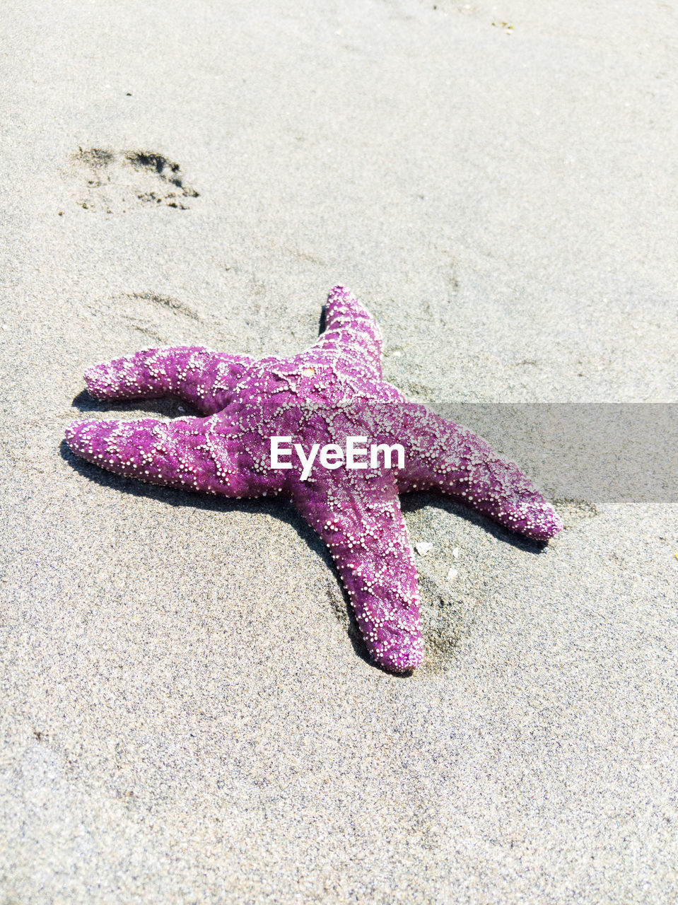 HIGH ANGLE VIEW OF A STARFISH ON BEACH