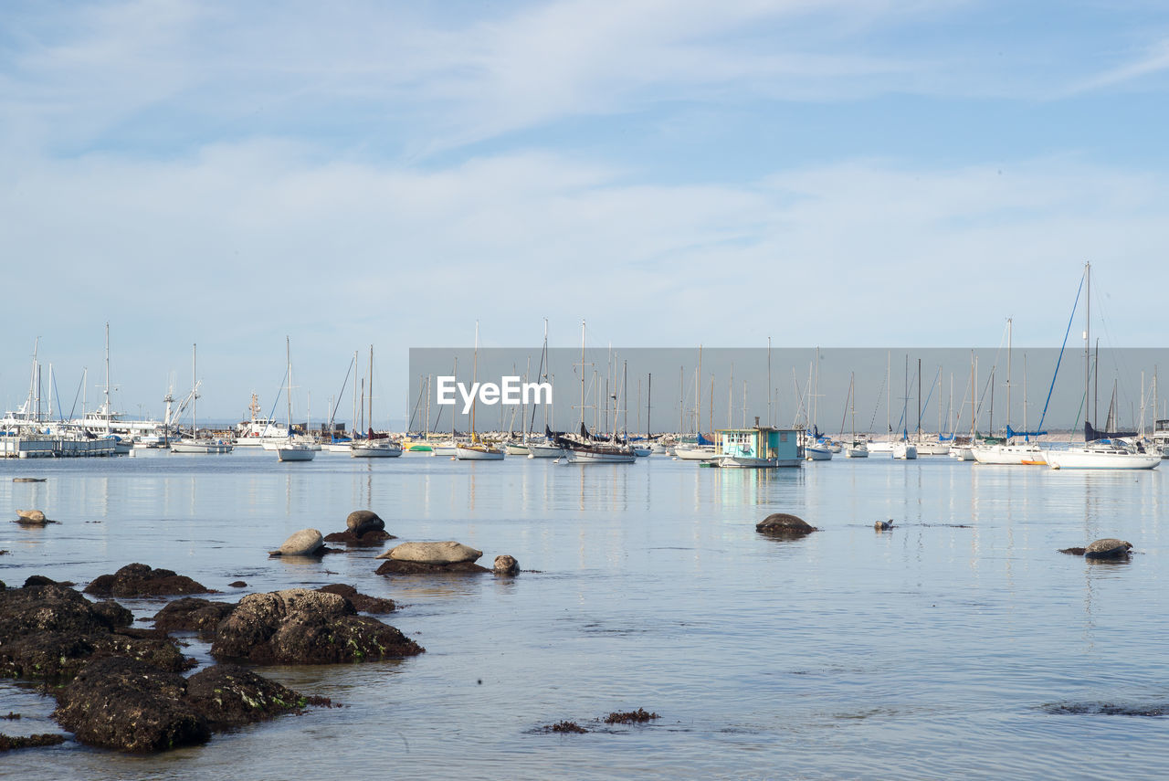 SAILBOATS IN MARINA