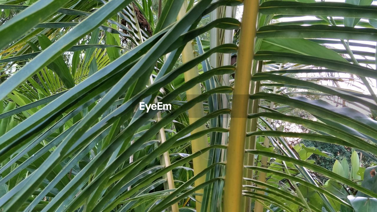 CLOSE-UP OF PALM TREES