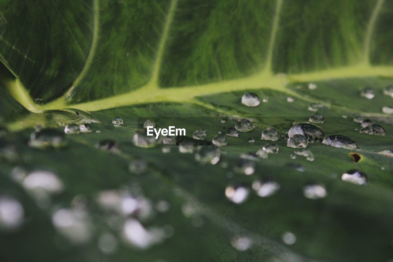 Close-up of raindrops on green leaves