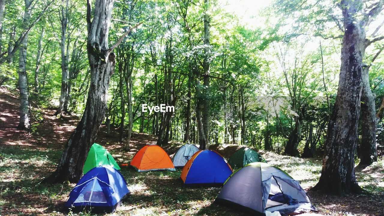 PANORAMIC SHOT OF TENT IN FOREST