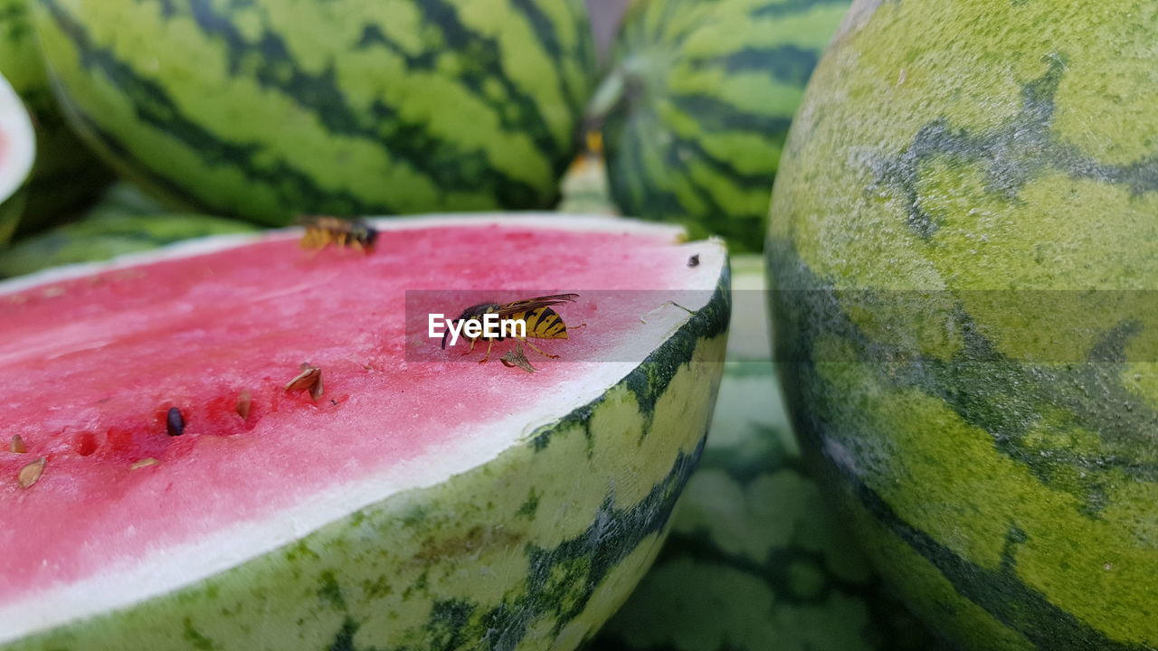 CLOSE-UP OF ANTS ON FRUIT