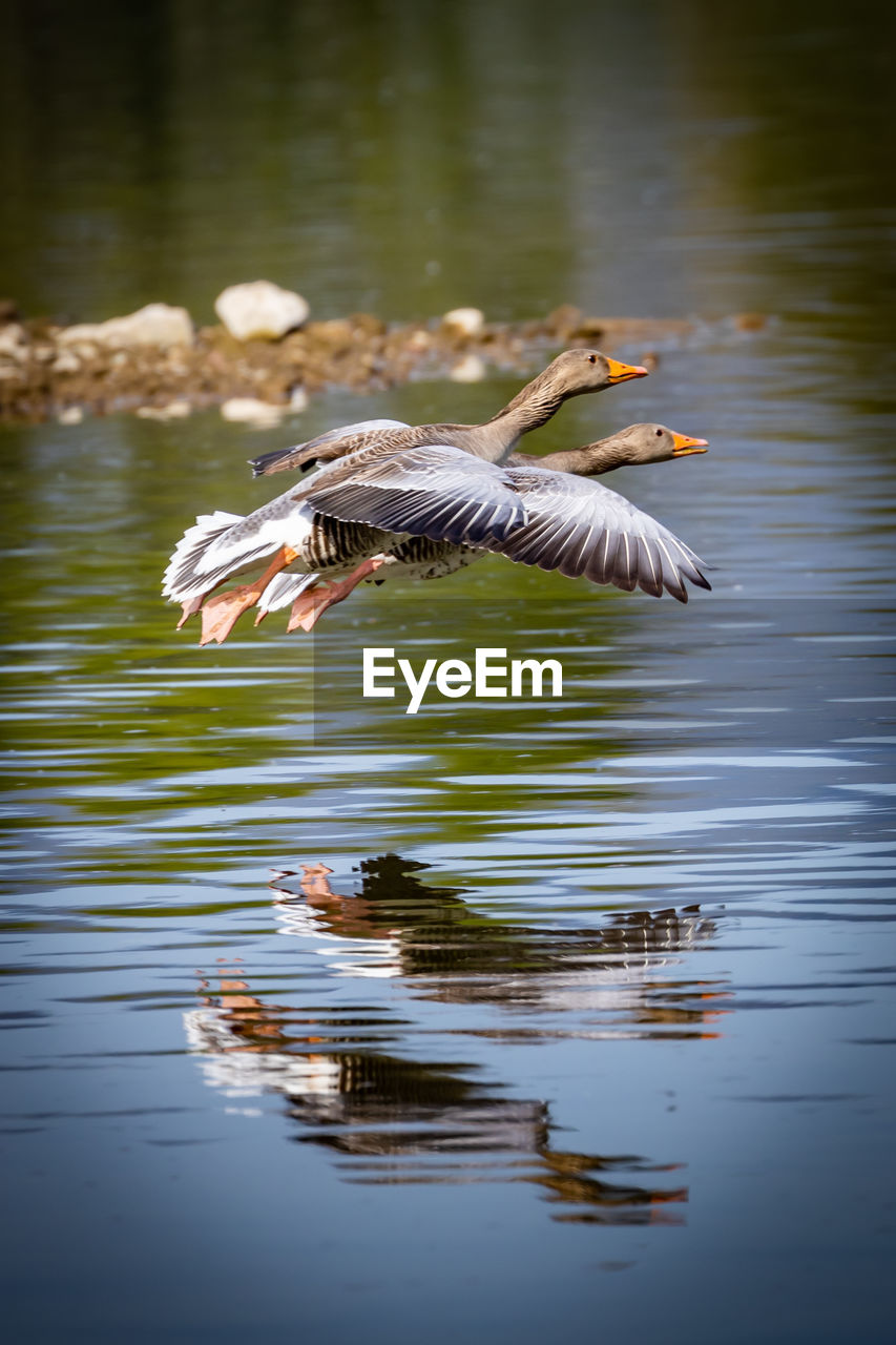 BIRD FLYING IN LAKE