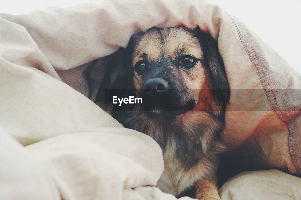 Close-up of dog sitting on bed at home