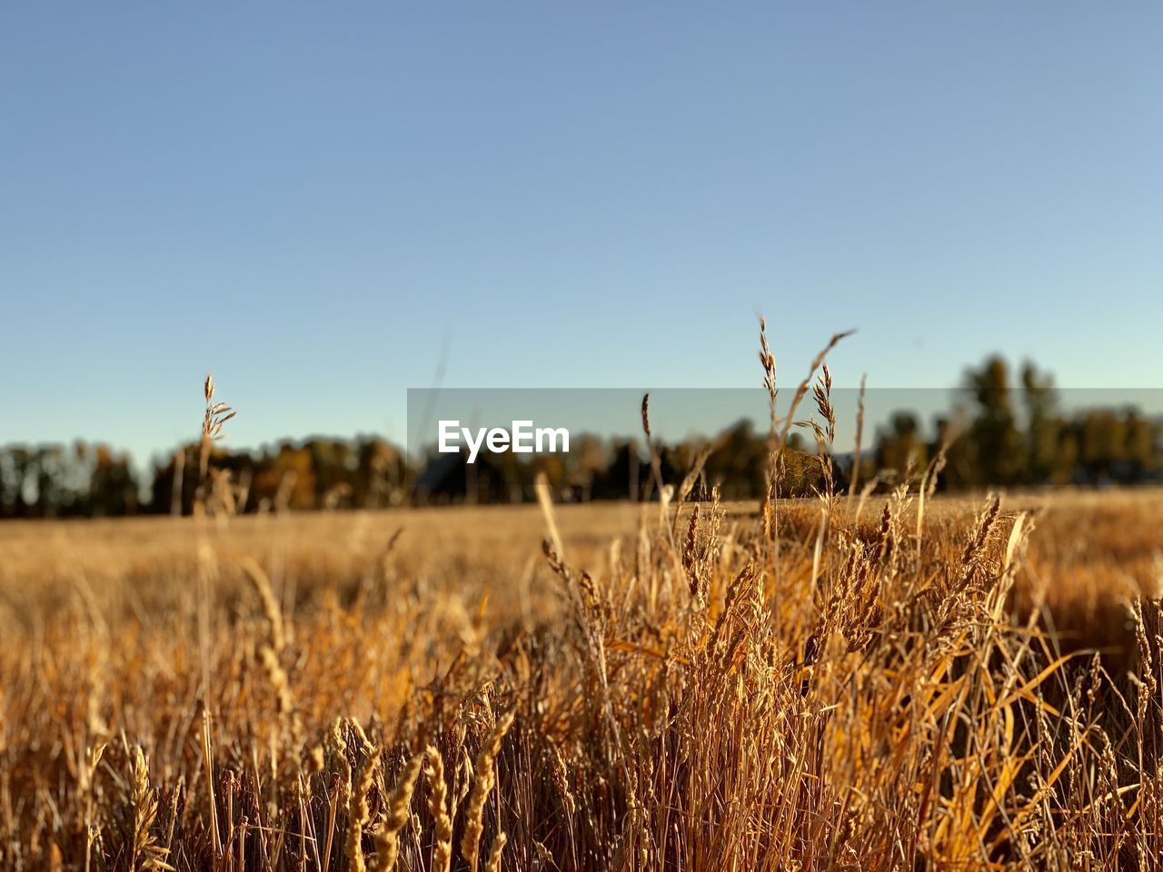 scenic view of wheat field against clear sky