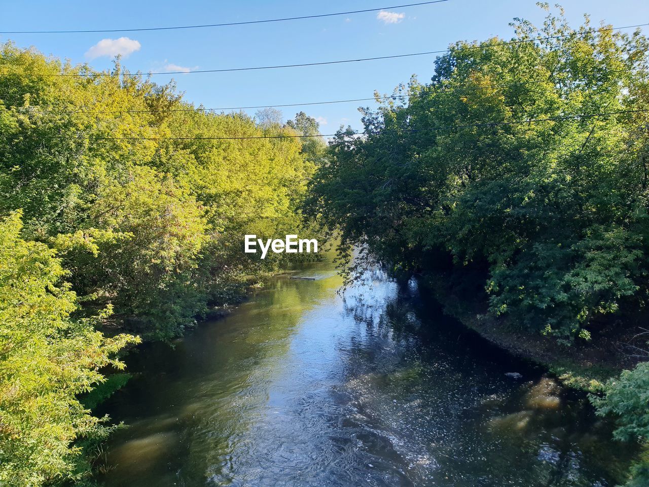 SCENIC VIEW OF RIVER AMIDST TREES IN FOREST