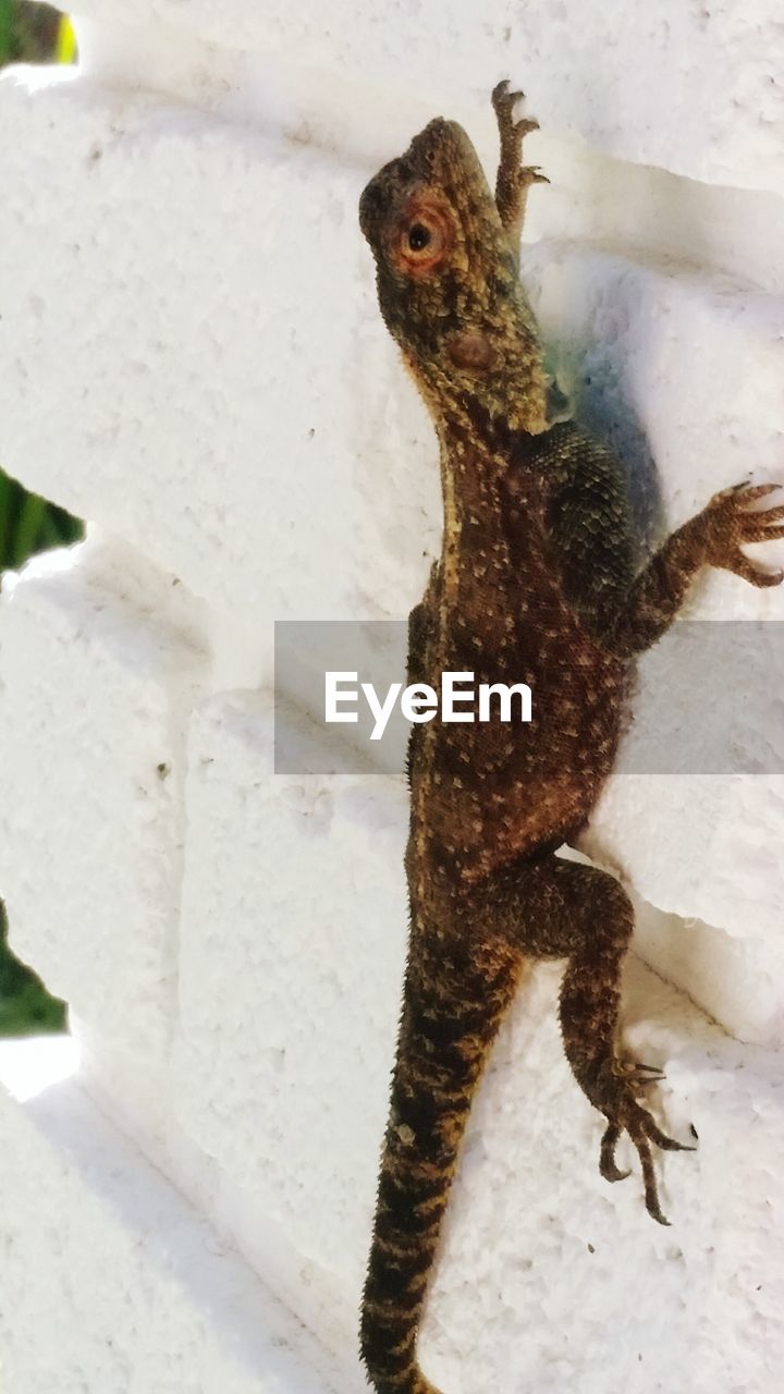 CLOSE-UP OF LIZARD ON WHITE SURFACE