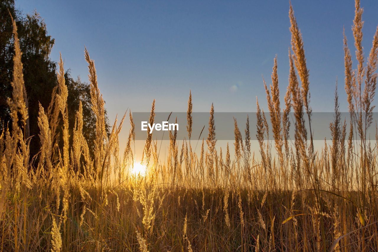 Scenic view of field against clear sky