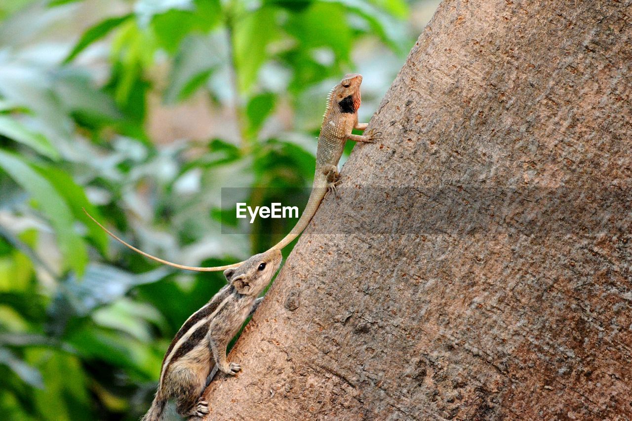 Lizard and squirrel in pursuit