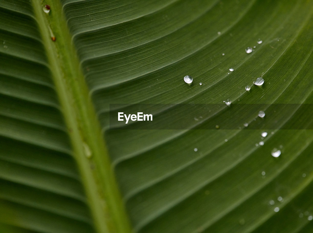 FULL FRAME SHOT OF WET LEAVES