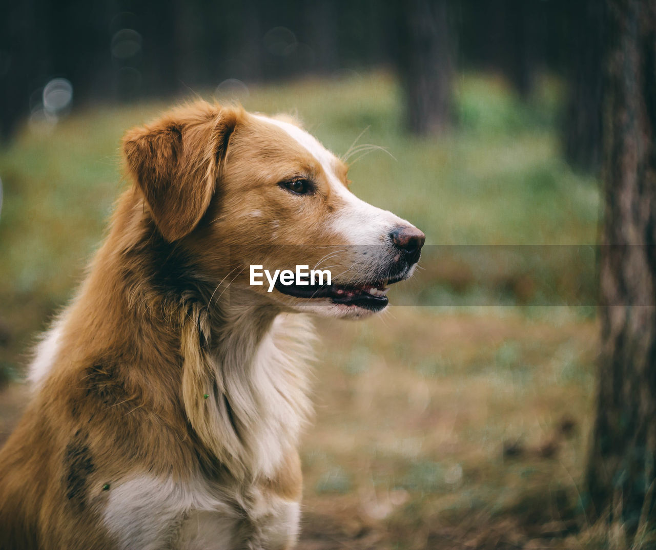 Close-up of dog looking away