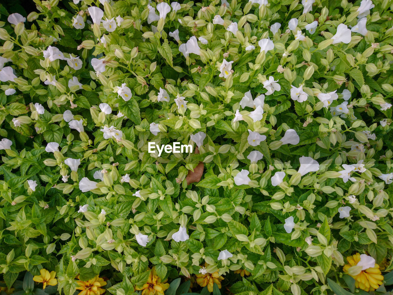 HIGH ANGLE VIEW OF FLOWERING PLANTS ON LAND