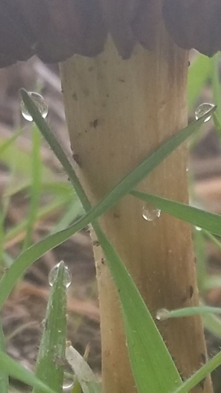 CLOSE-UP OF INSECT ON PLANT AT GRASS