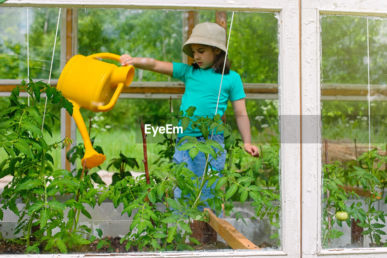 A little girl in a green t-shirt waters with a yellow watering can, tomato bushes