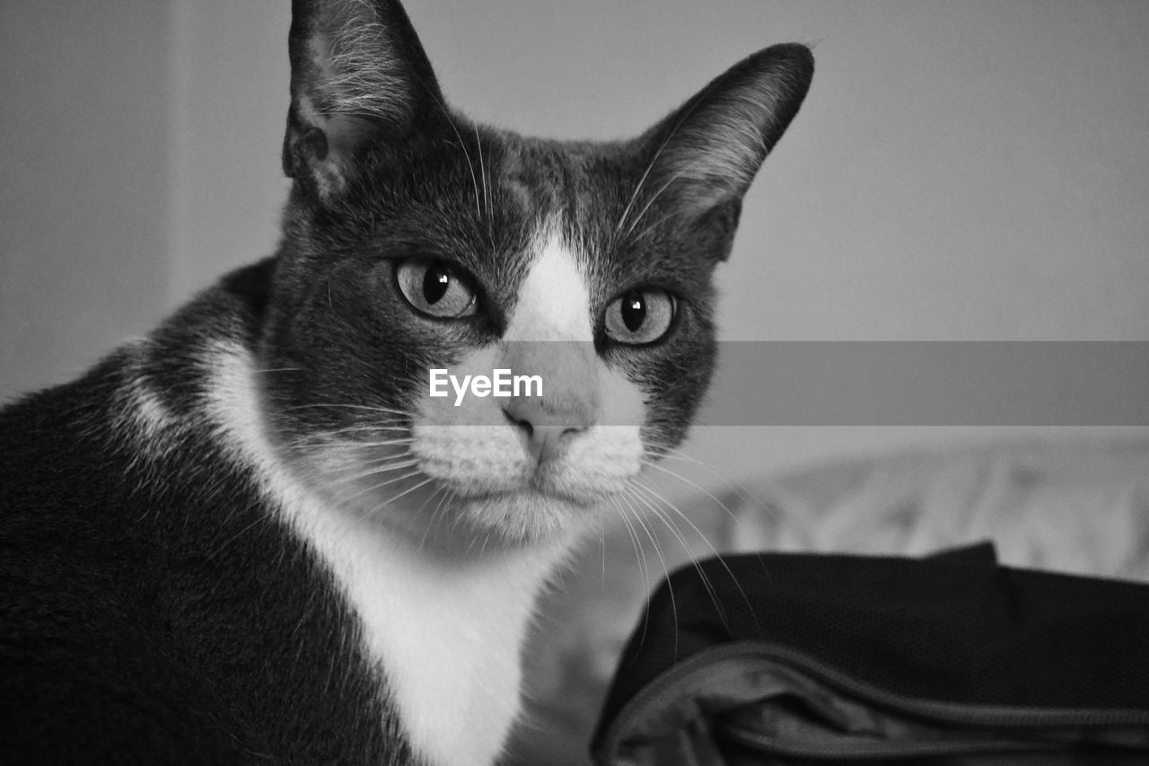 CLOSE-UP PORTRAIT OF A CAT WITH EYES