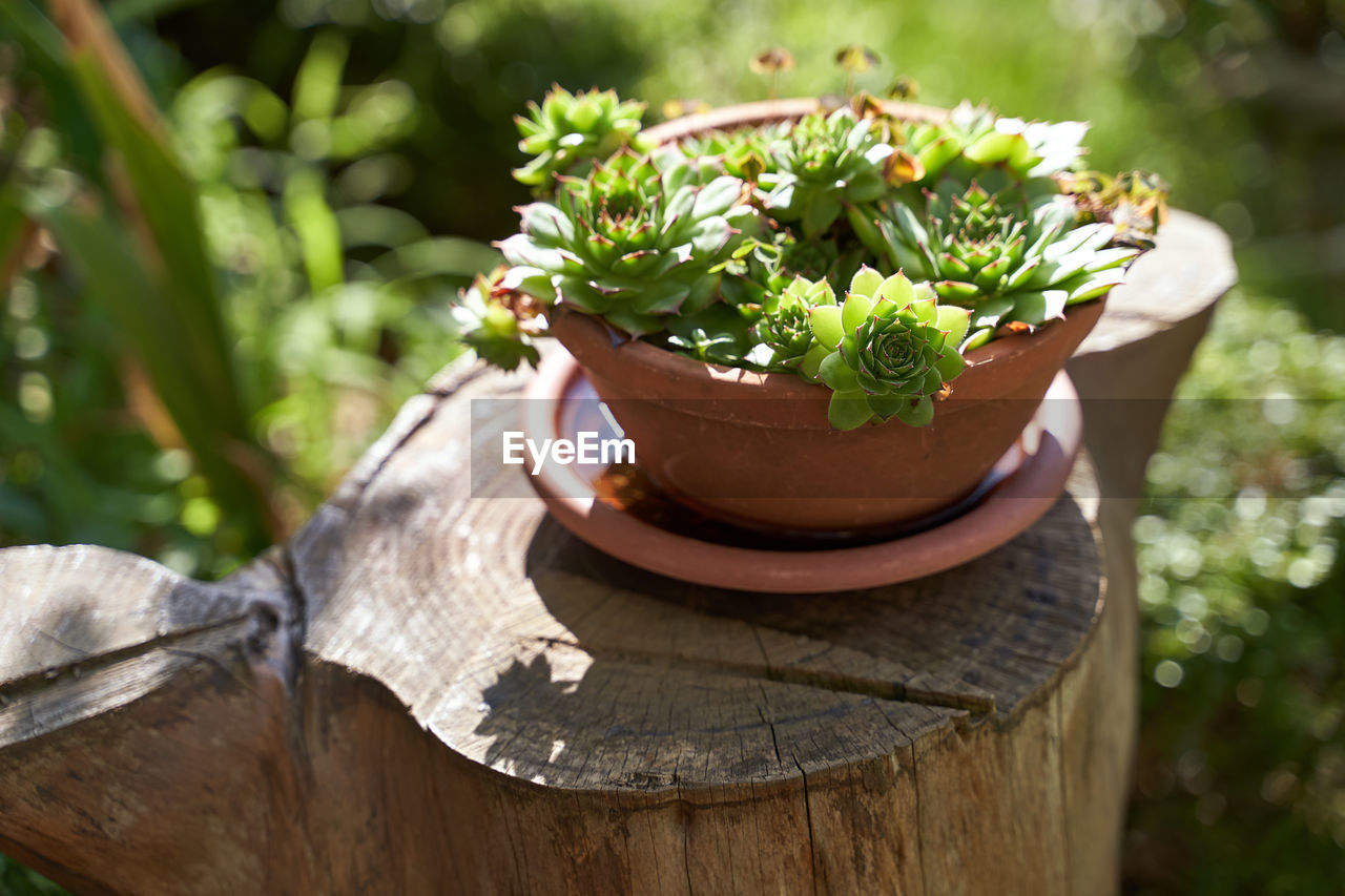 plant, nature, green, wood, garden, growth, flower, potted plant, leaf, gardening, no people, outdoors, day, beauty in nature, tree, focus on foreground, flowerpot, food and drink, freshness, sunlight, food, front or back yard, close-up, plant part, summer, houseplant, flowering plant, botany