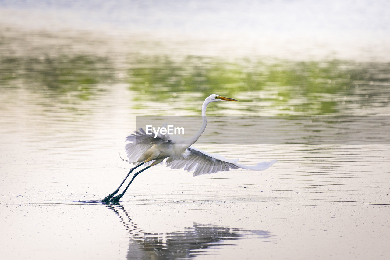 Heron standing on a lake