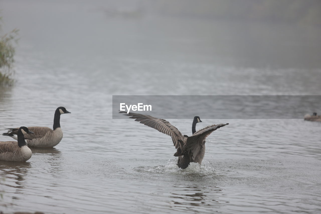 Canada geese swimming in lake