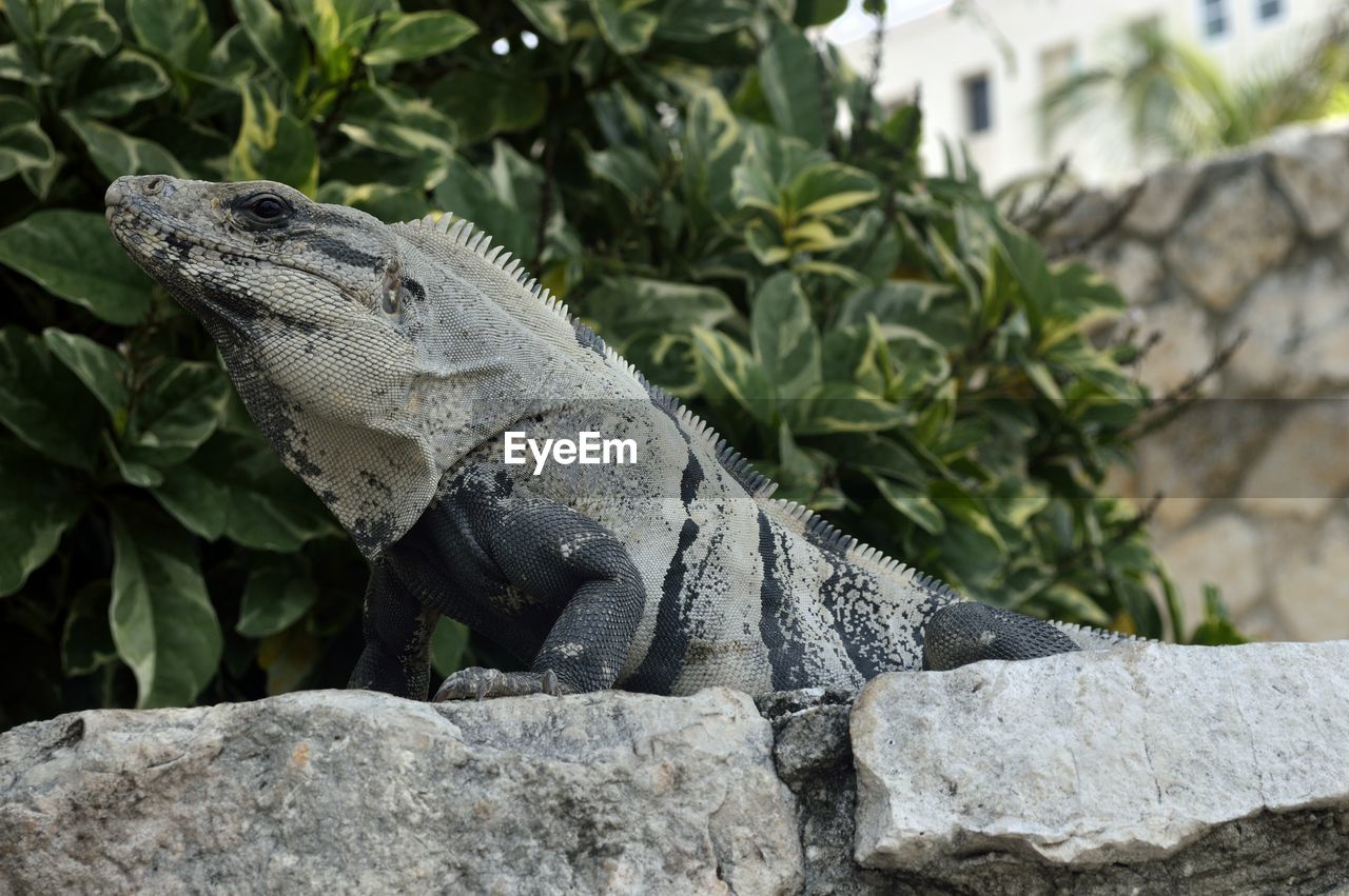 Iguana on rock by plants