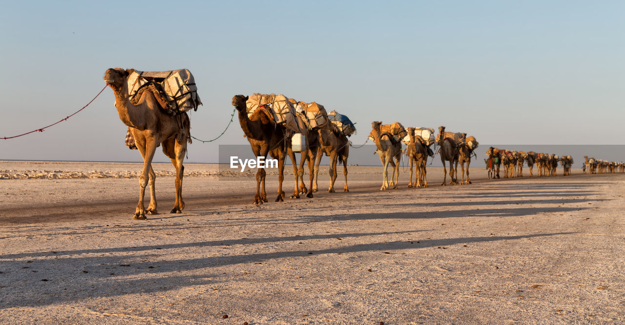 PANORAMIC VIEW OF HORSES ON ROAD