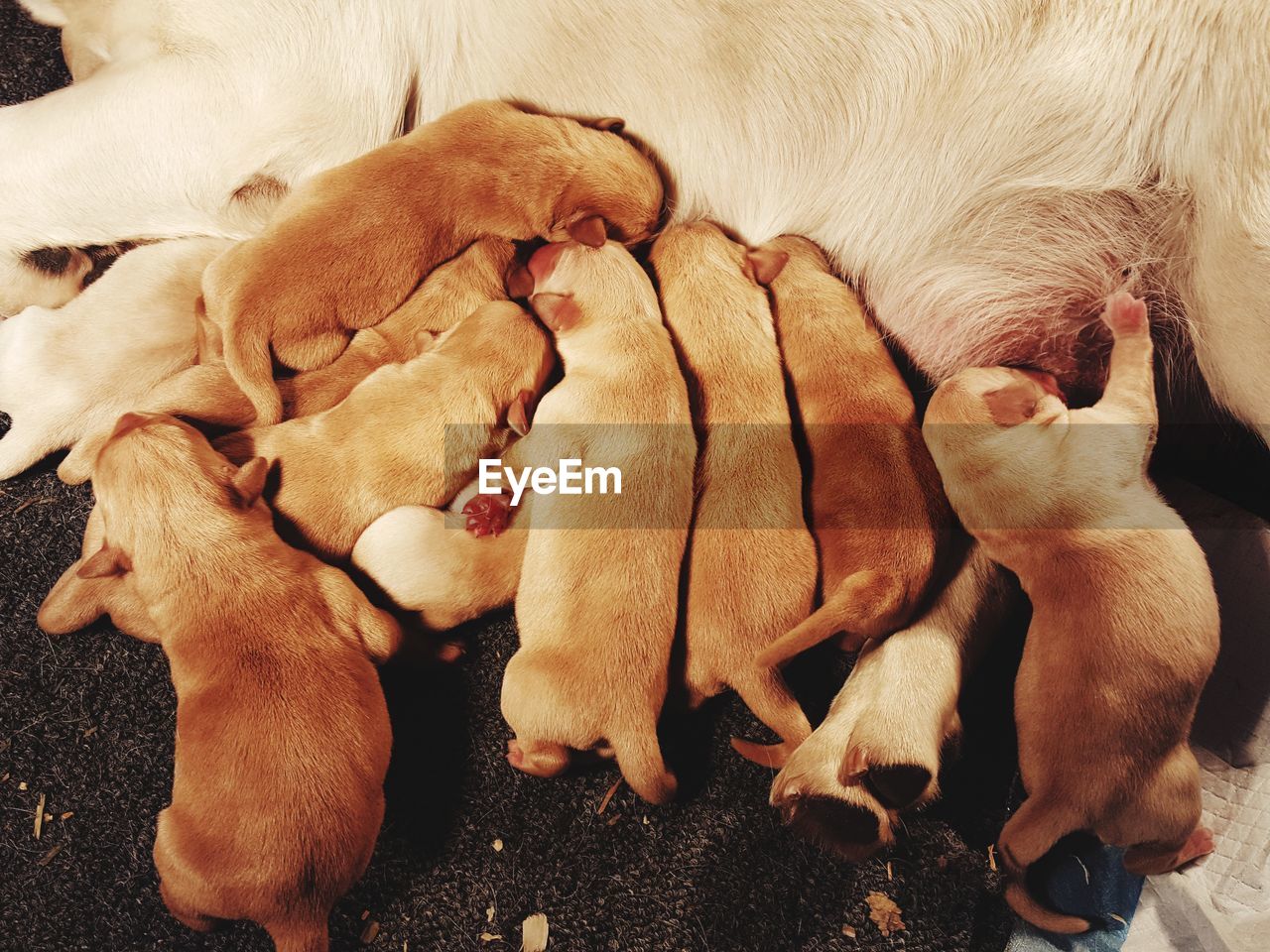 High angle view of dog feeding puppies