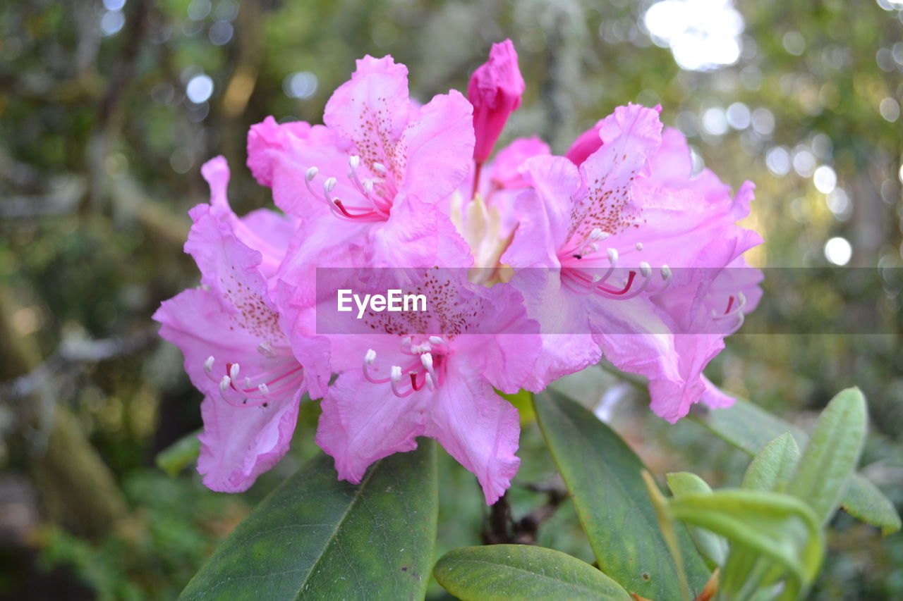 CLOSE-UP OF PINK FLOWERS BLOOMING