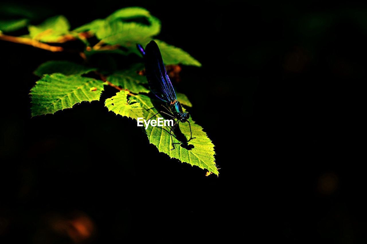 Blue insect on green leaf